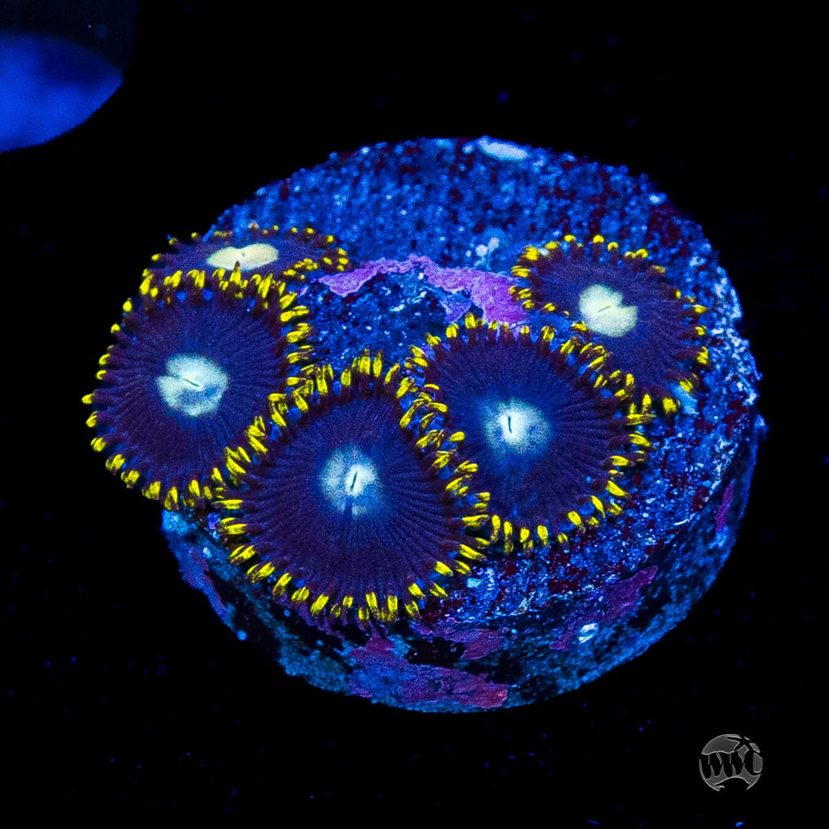 WWC Crown Royal Zoanthids