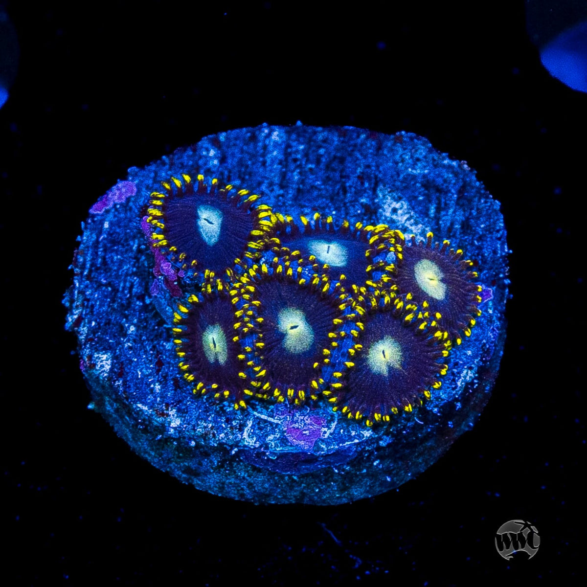 WWC Crown Royal Zoanthids