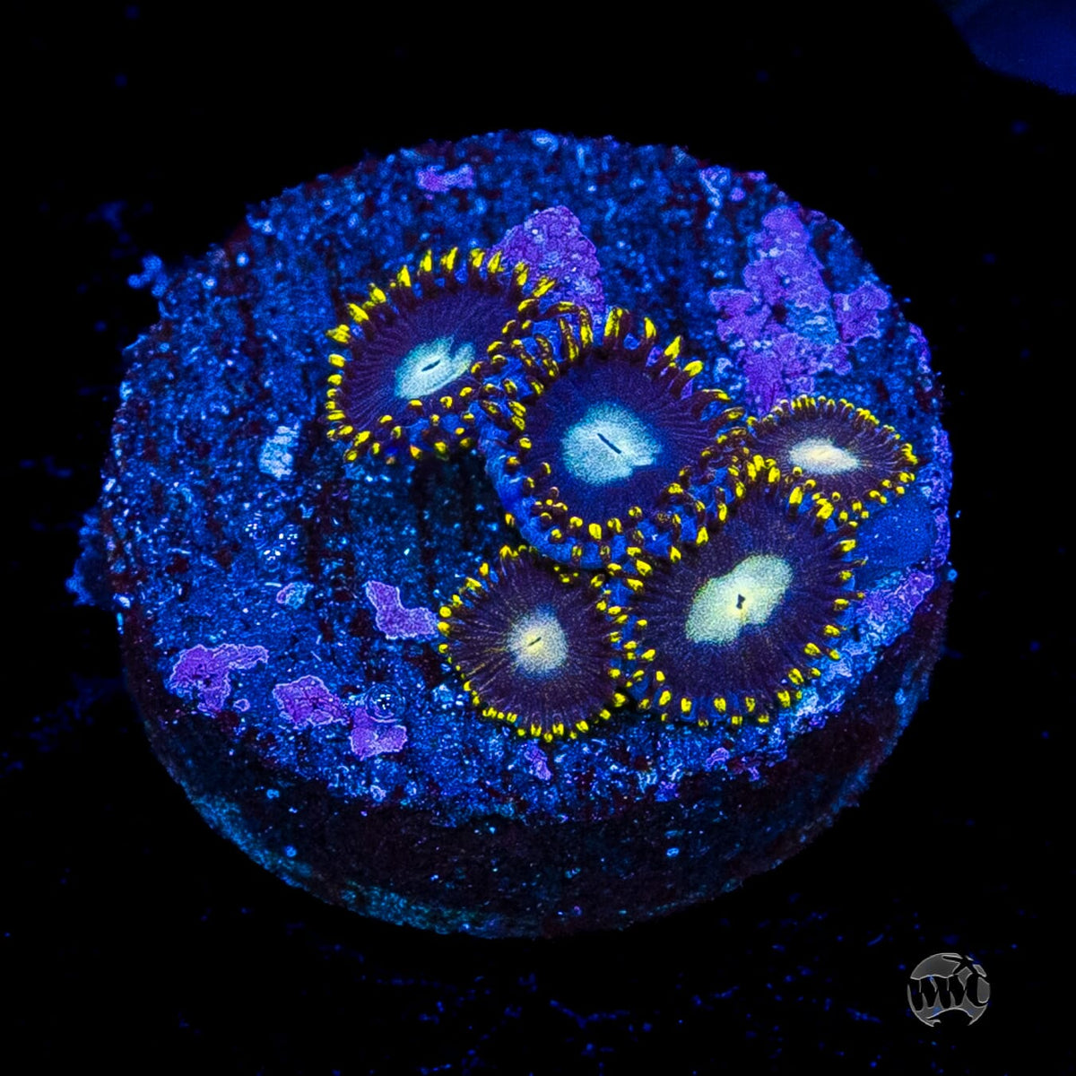 WWC Crown Royal Zoanthids