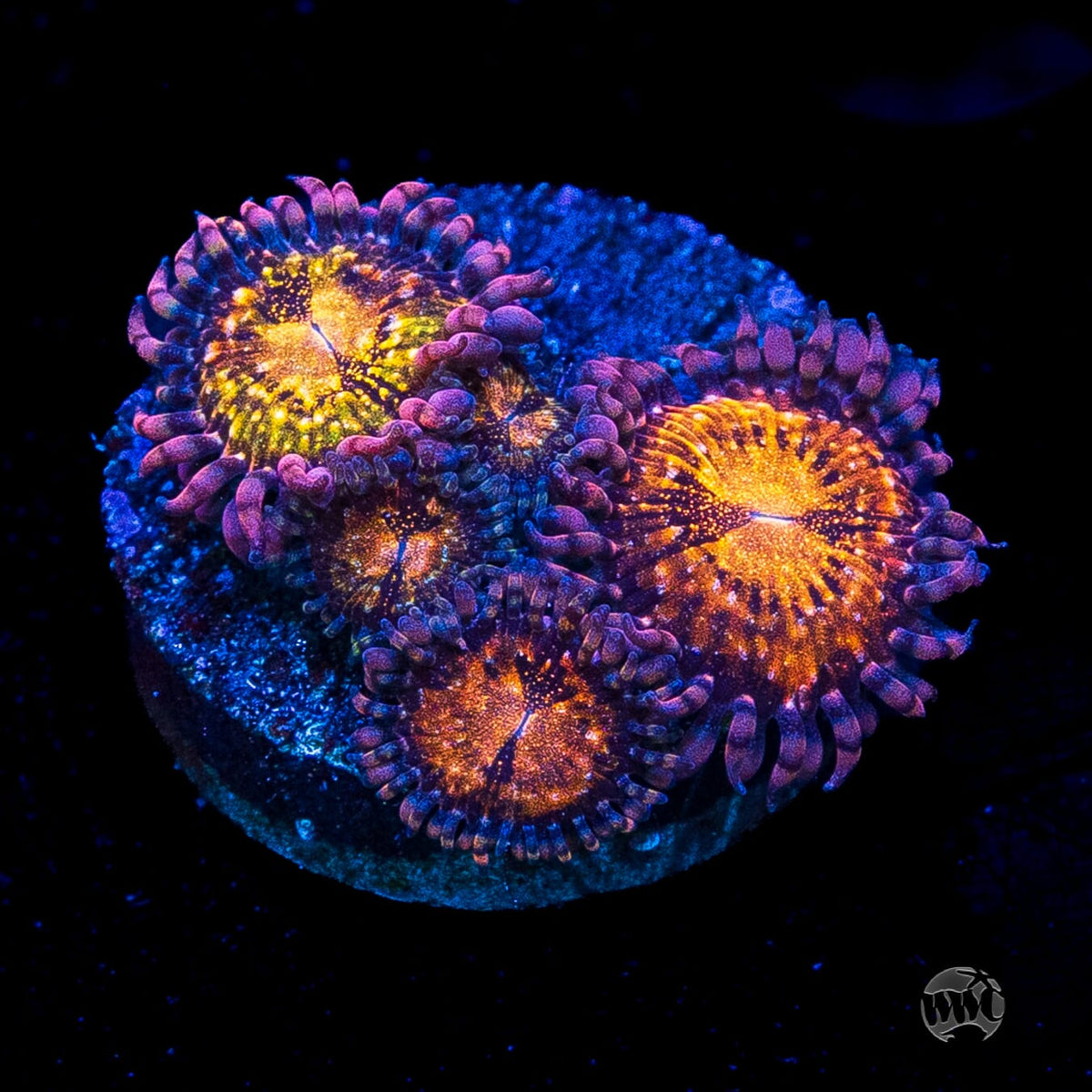 WWC Pandoras Zoanthids