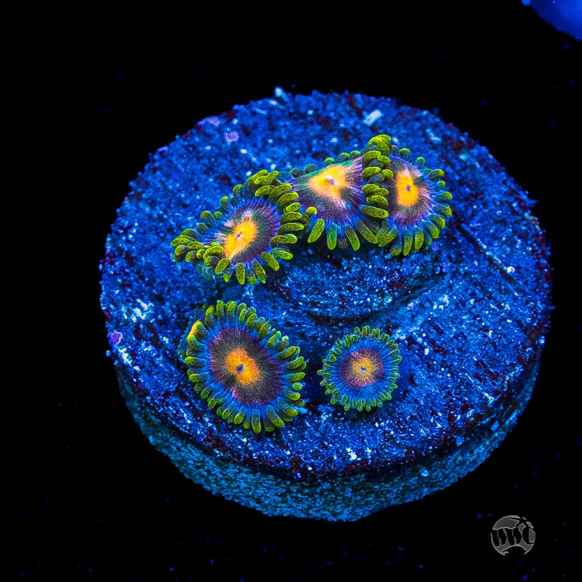 Blue Pinwheel Zoanthids