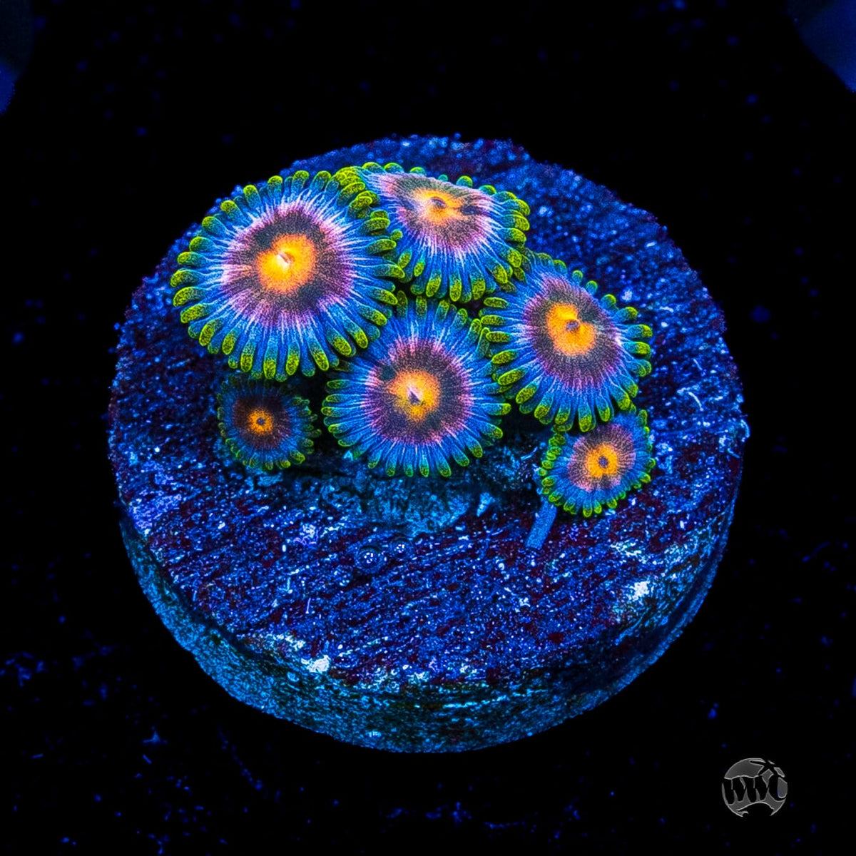 Blue Pinwheel Zoanthids