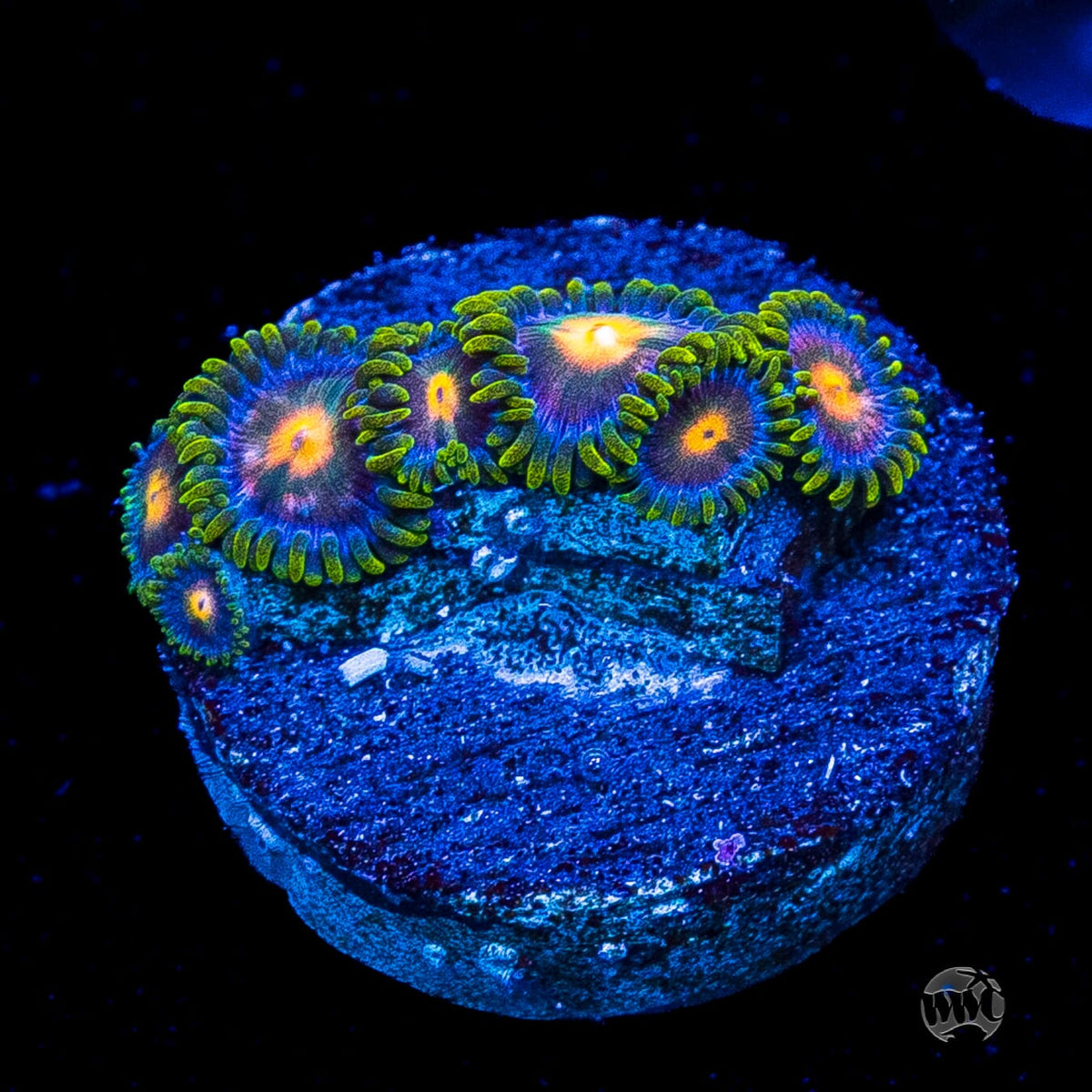 Blue Pinwheel Zoanthids