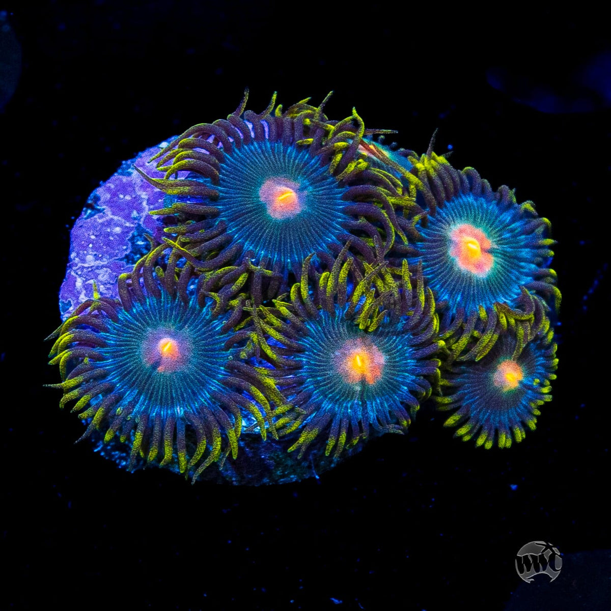WWC Hairy Gorilla Nipple Zoanthids