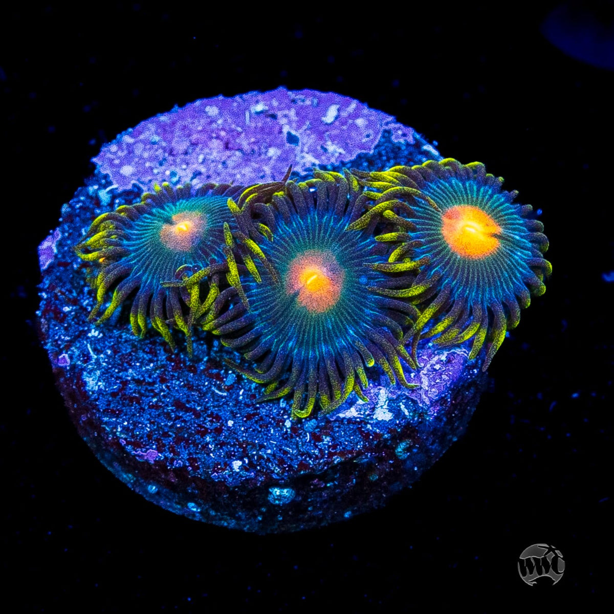 WWC Hairy Gorilla Nipple Zoanthids