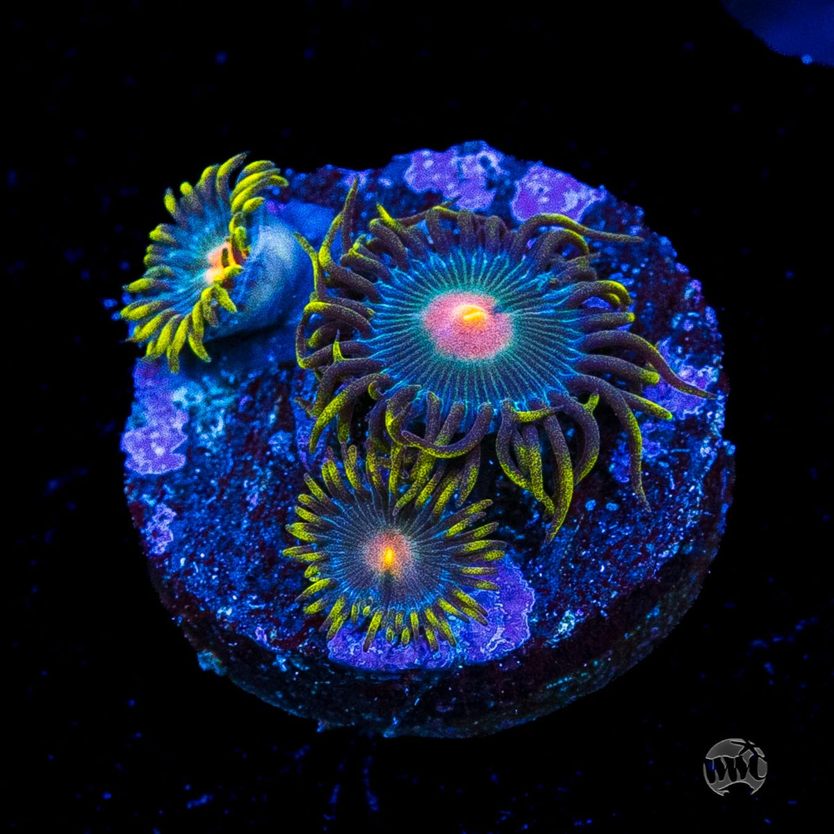 WWC Hairy Gorilla Nipple Zoanthids