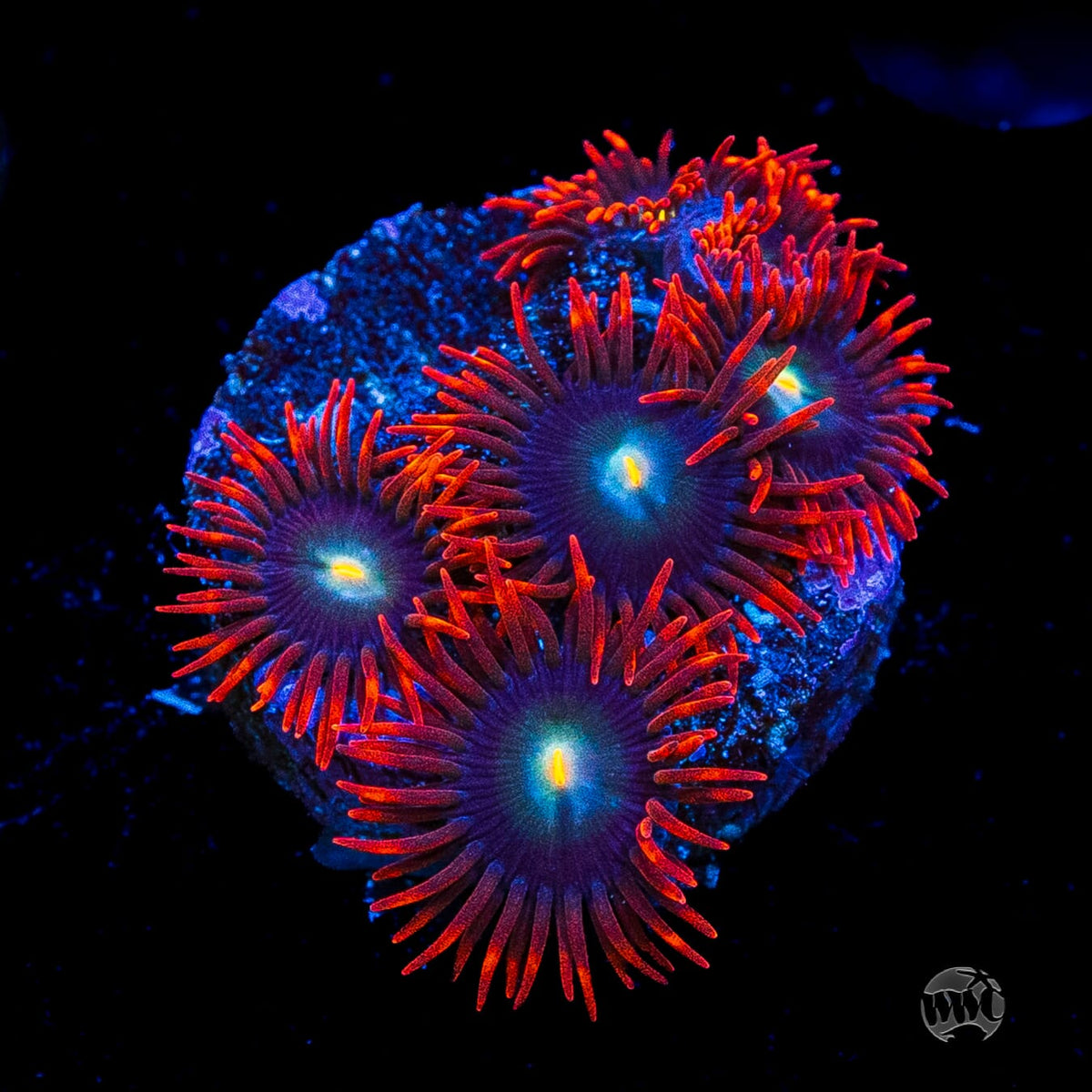WWC Wildfire Zoanthids