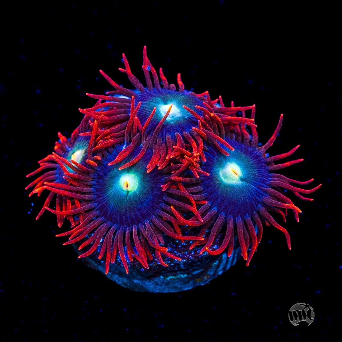 WWC Wildfire Zoanthids