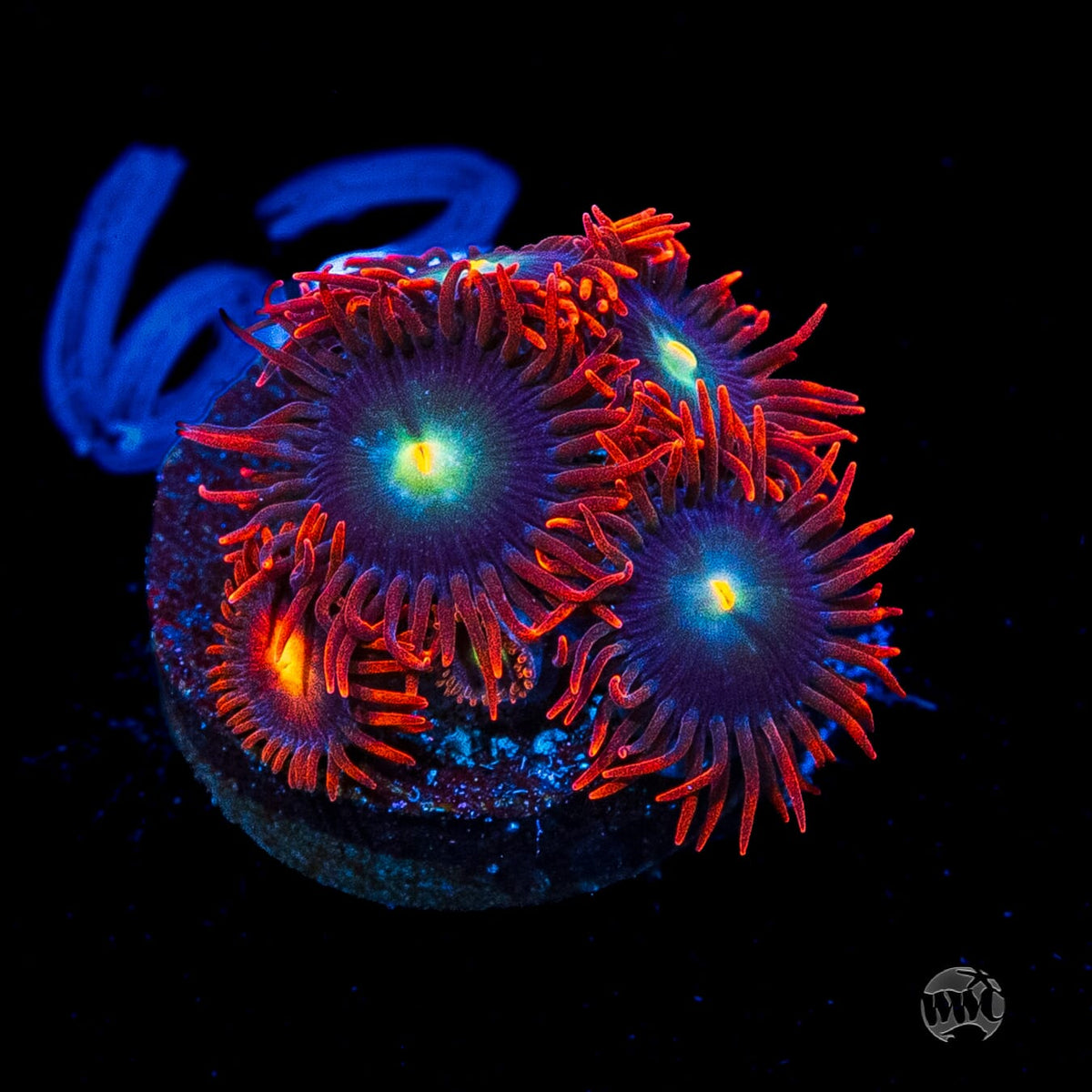 WWC Wildfire Zoanthids