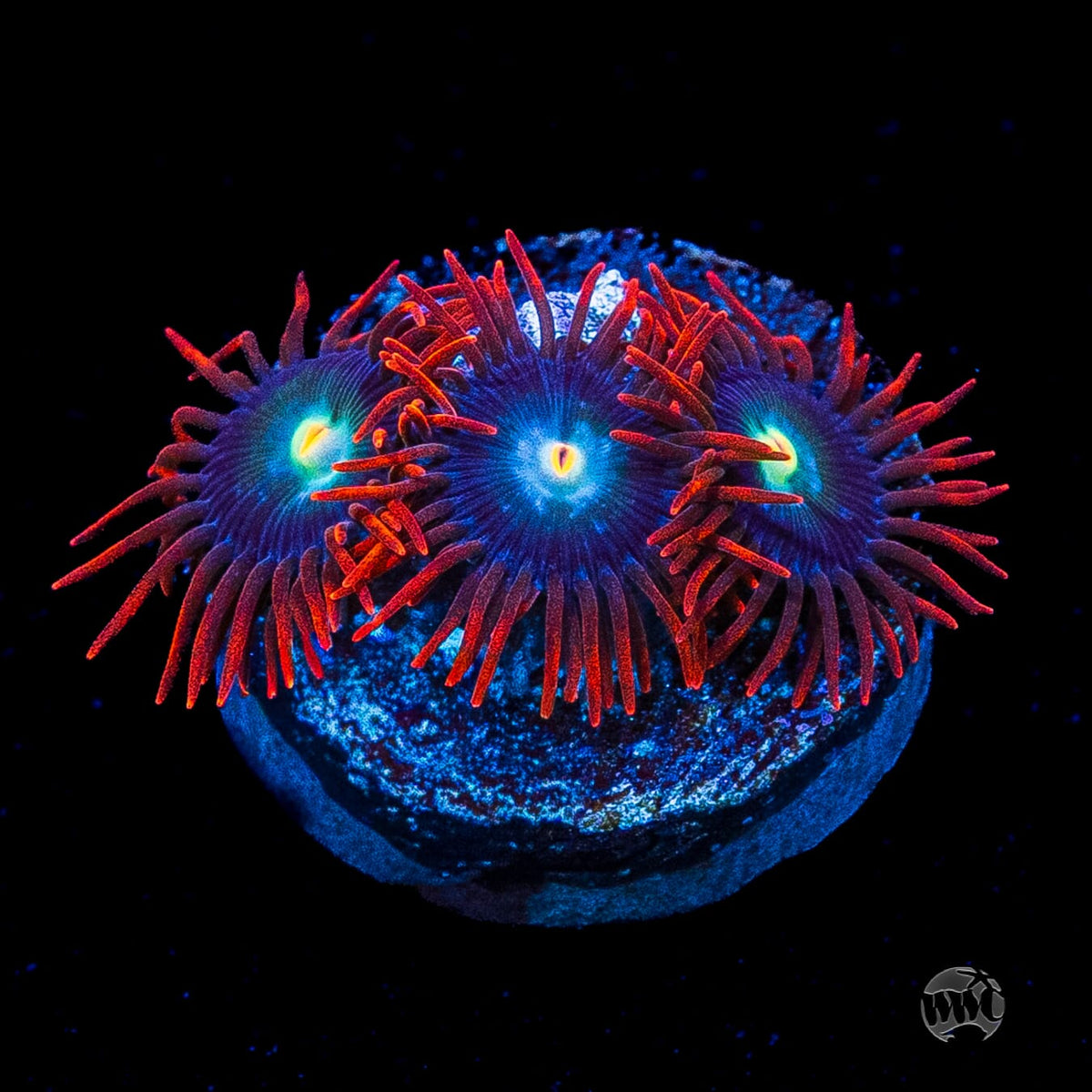 WWC Wildfire Zoanthids