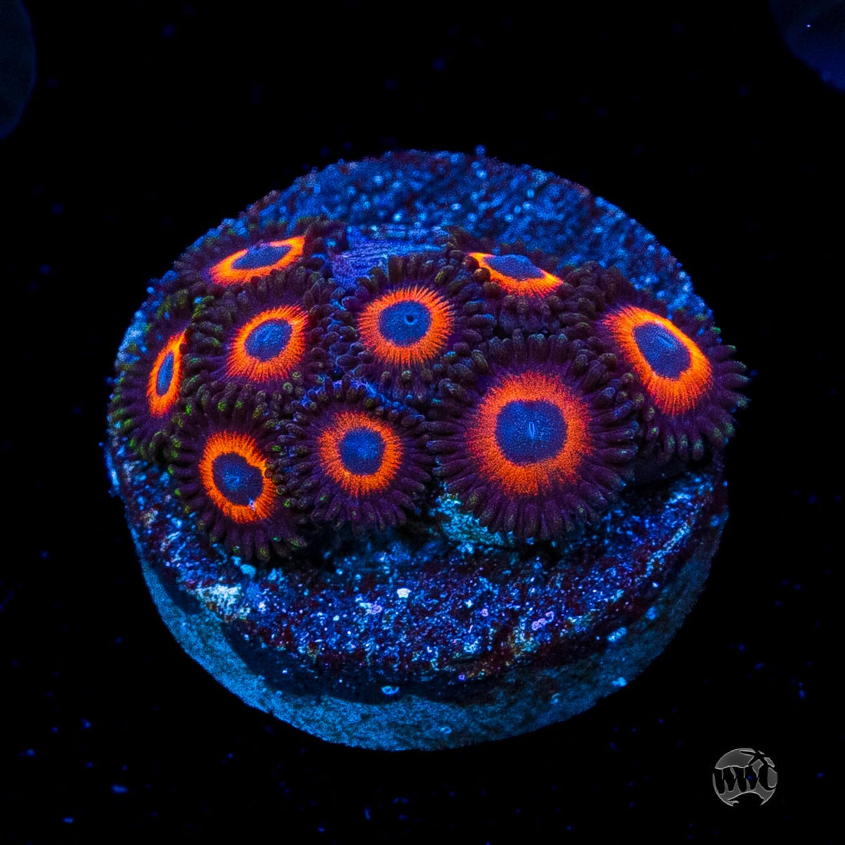 WWC Red Bull Zoanthids