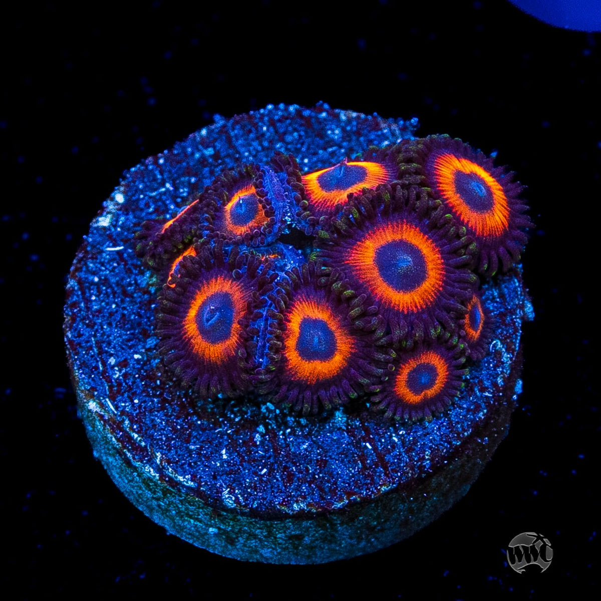 WWC Red Bull Zoanthids