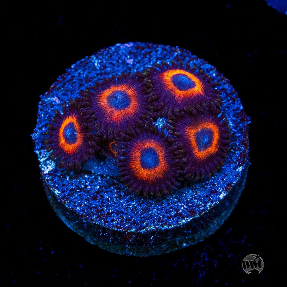 WWC Red Bull Zoanthids