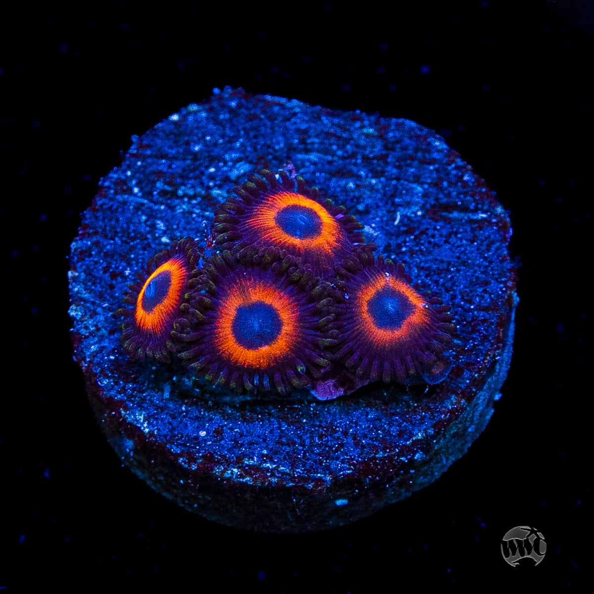 WWC Red Bull Zoanthids