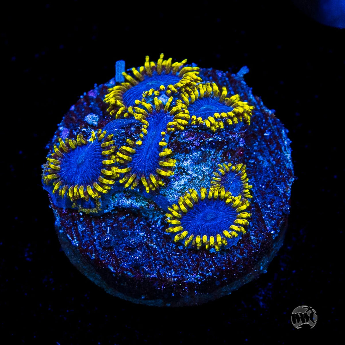WWC Blue Angels Zoanthids
