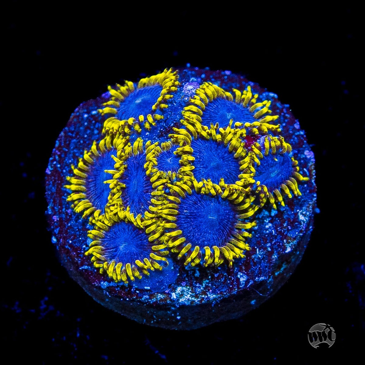 WWC Blue Angels Zoanthids