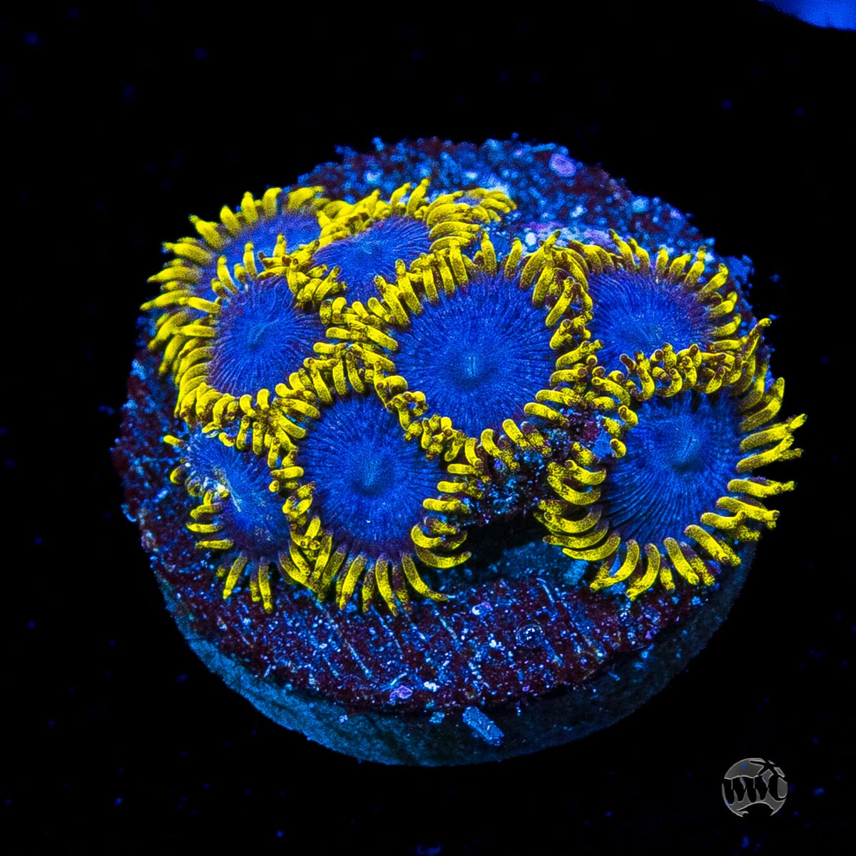 WWC Blue Angels Zoanthids