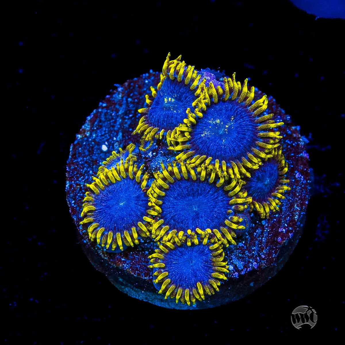 WWC Blue Angels Zoanthids