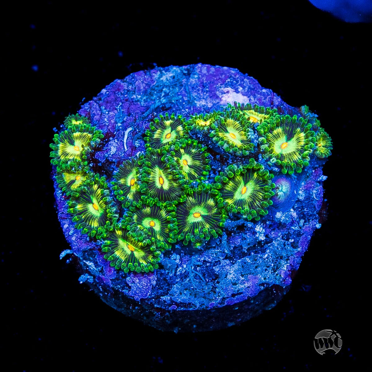 WWC Emerald Nightmare Zoanthids