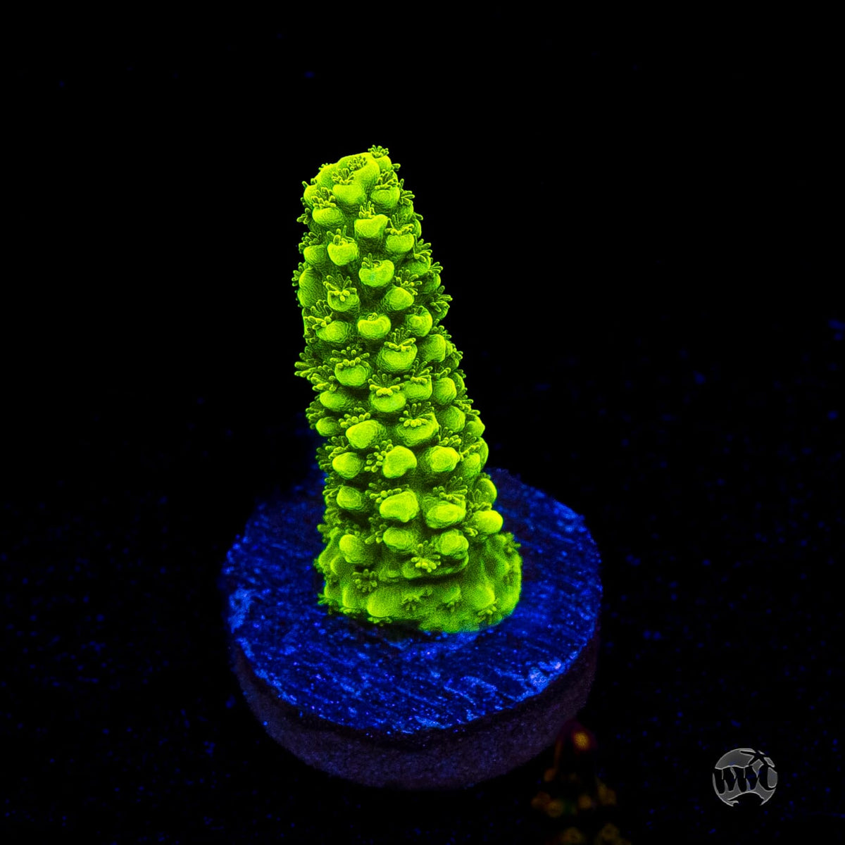 Green Slimer Acropora