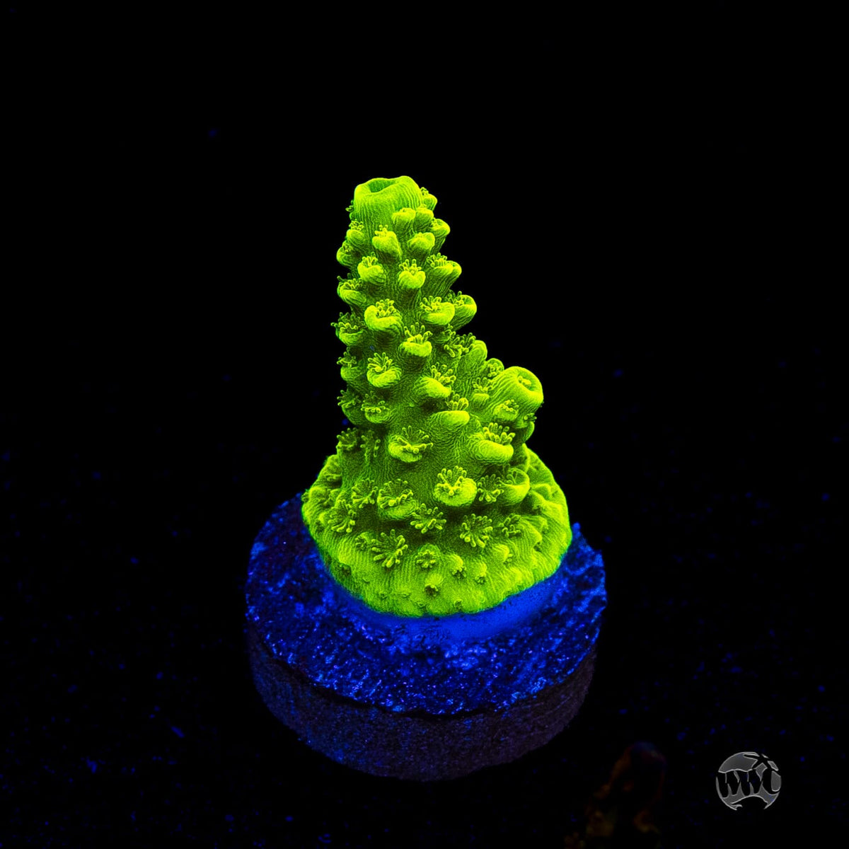 Green Slimer Acropora