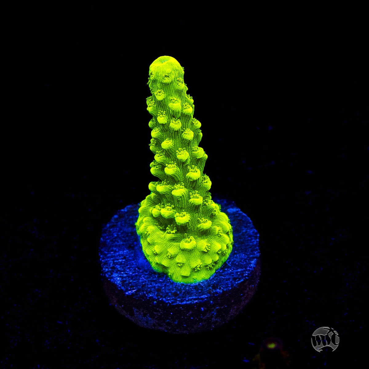 Green Slimer Acropora