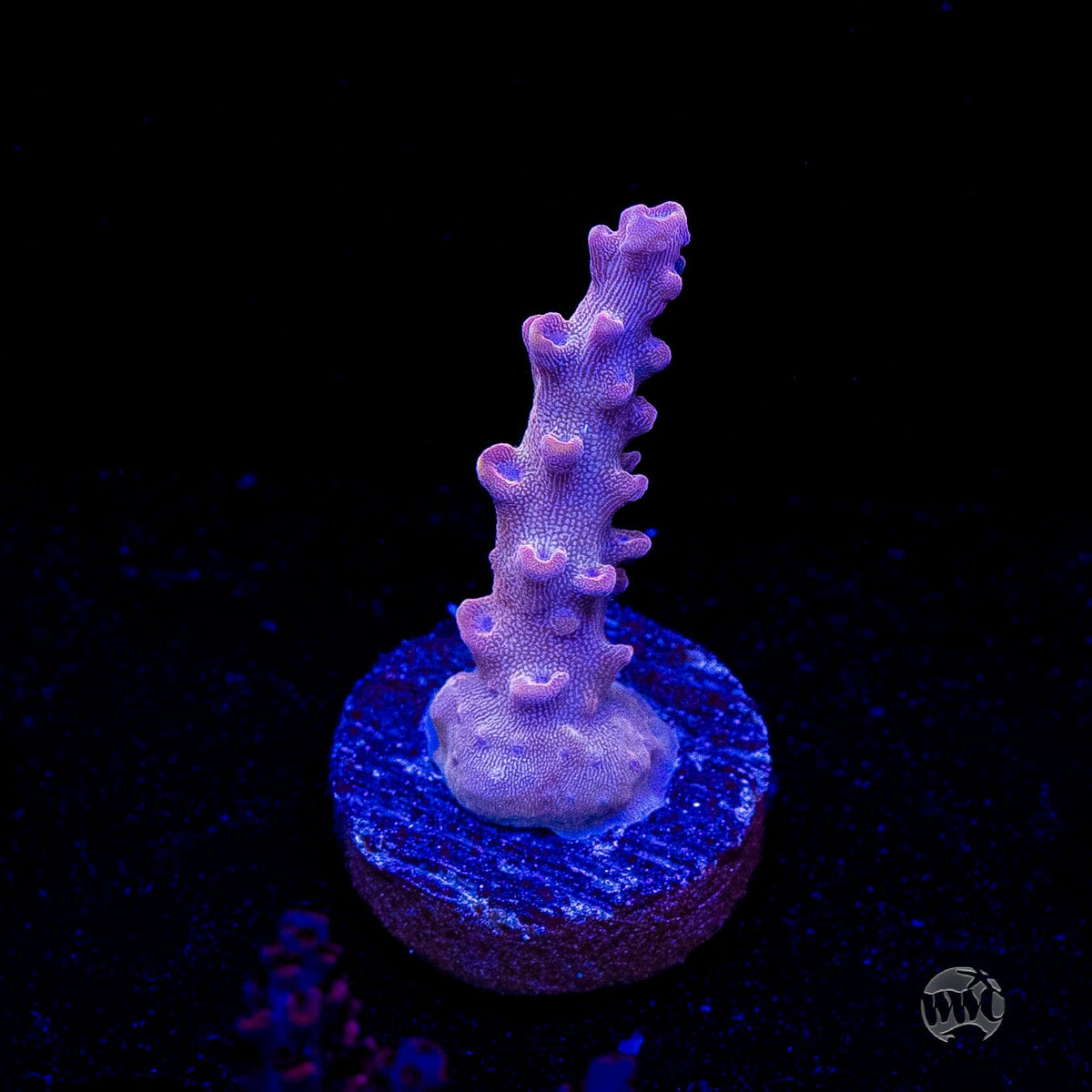 WWC Joe Dirte Acropora