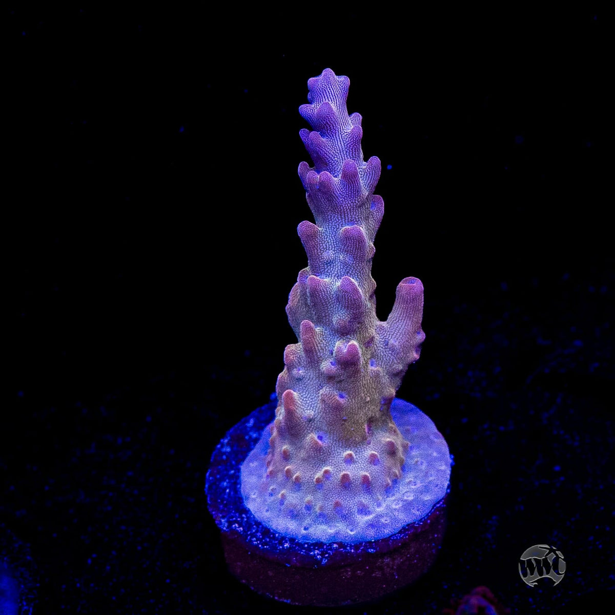 WWC Joe Dirte Acropora