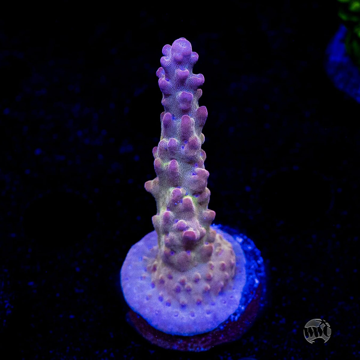 WWC Joe Dirte Acropora
