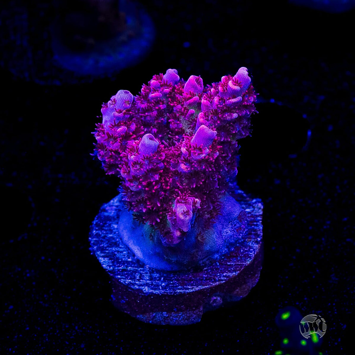 WWC Ruby Runner Acropora
