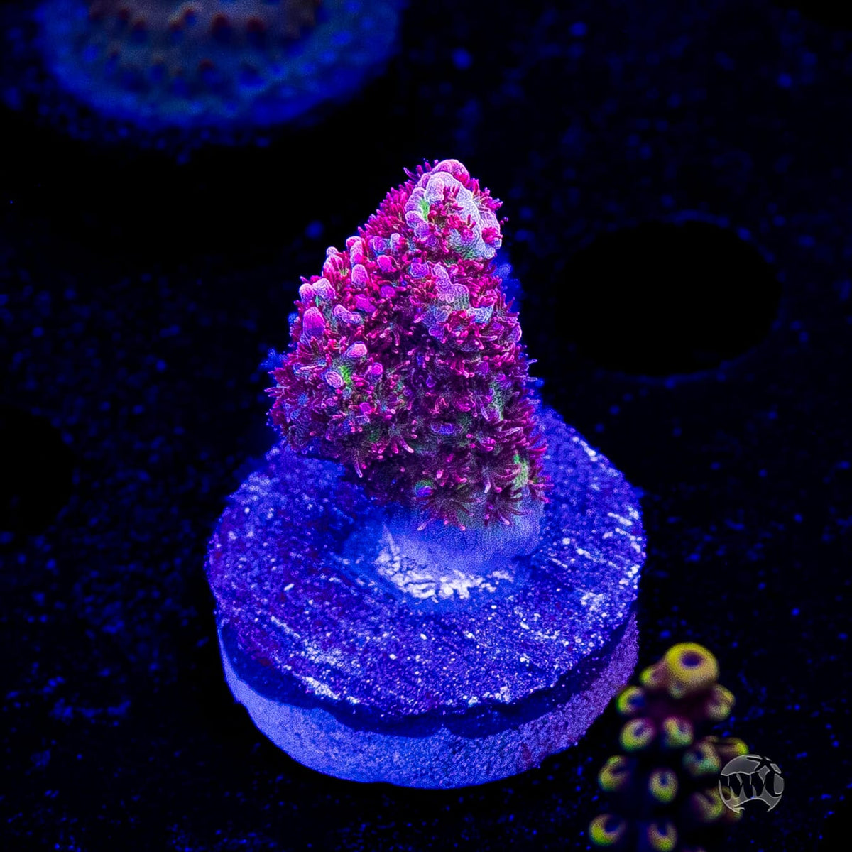 WWC Ruby Runner Acropora