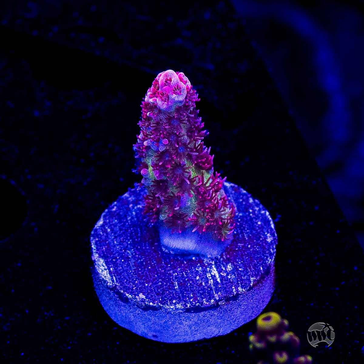 WWC Ruby Runner Acropora