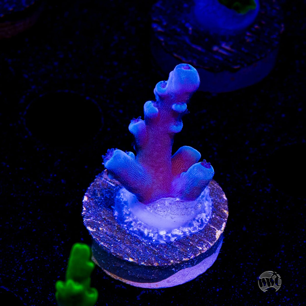Oregon Tort Acropora