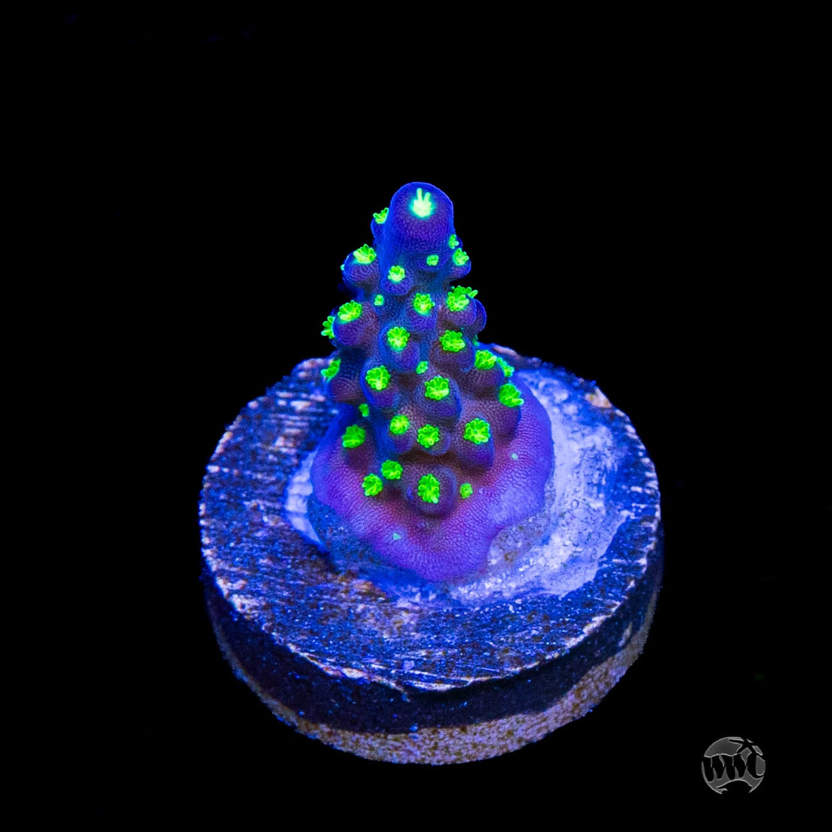 WWC Blueberry Fields Acropora
