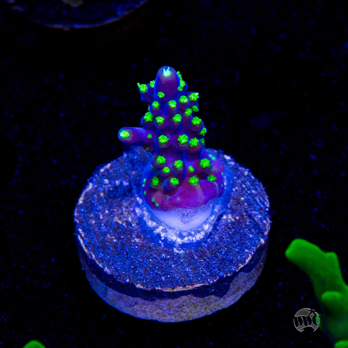 WWC Blueberry Fields Acropora