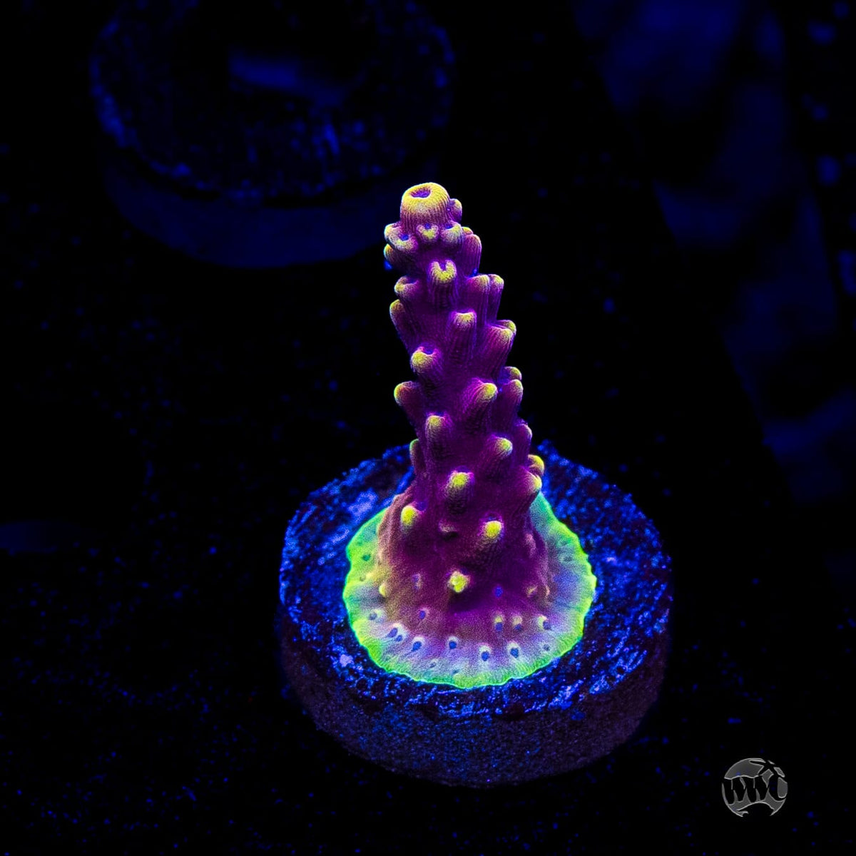 WWC Terra Red Acropora