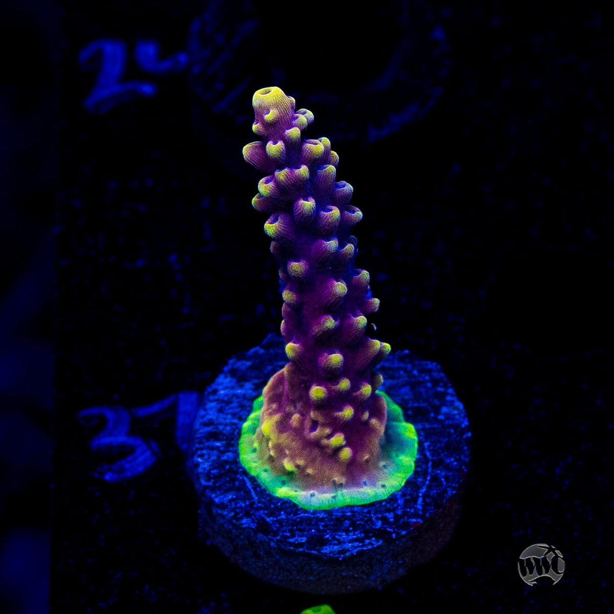 WWC Terra Red Acropora