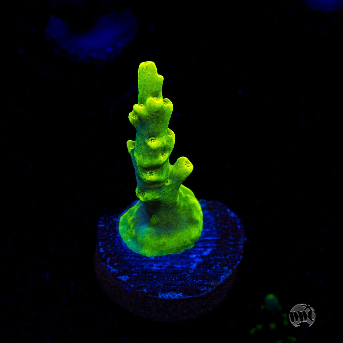 WWC Yodaz Acropora
