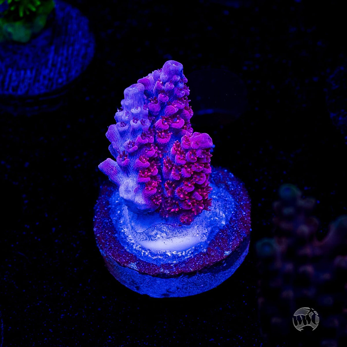 WWC Marmalade Melody Acropora