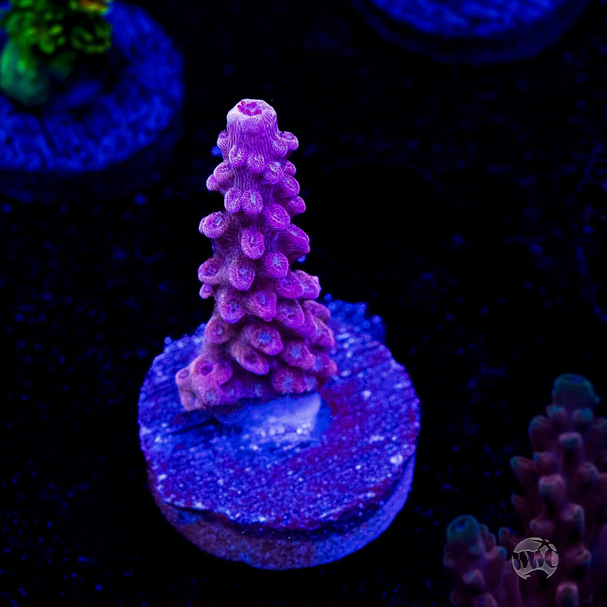 WWC Spyroz Stag Acropora