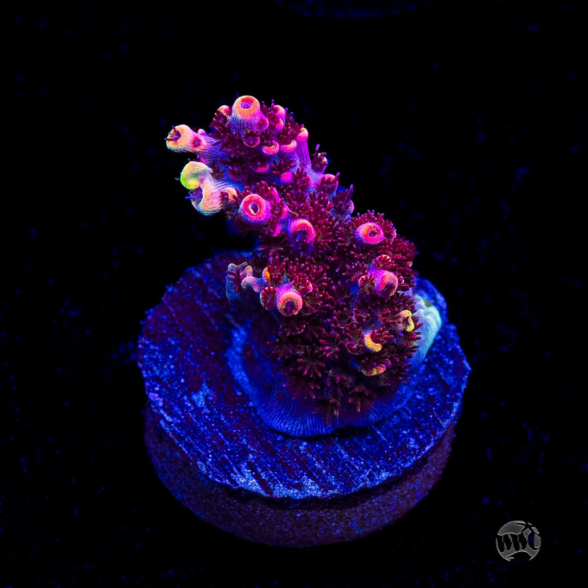 WWC Man of Steel Acropora