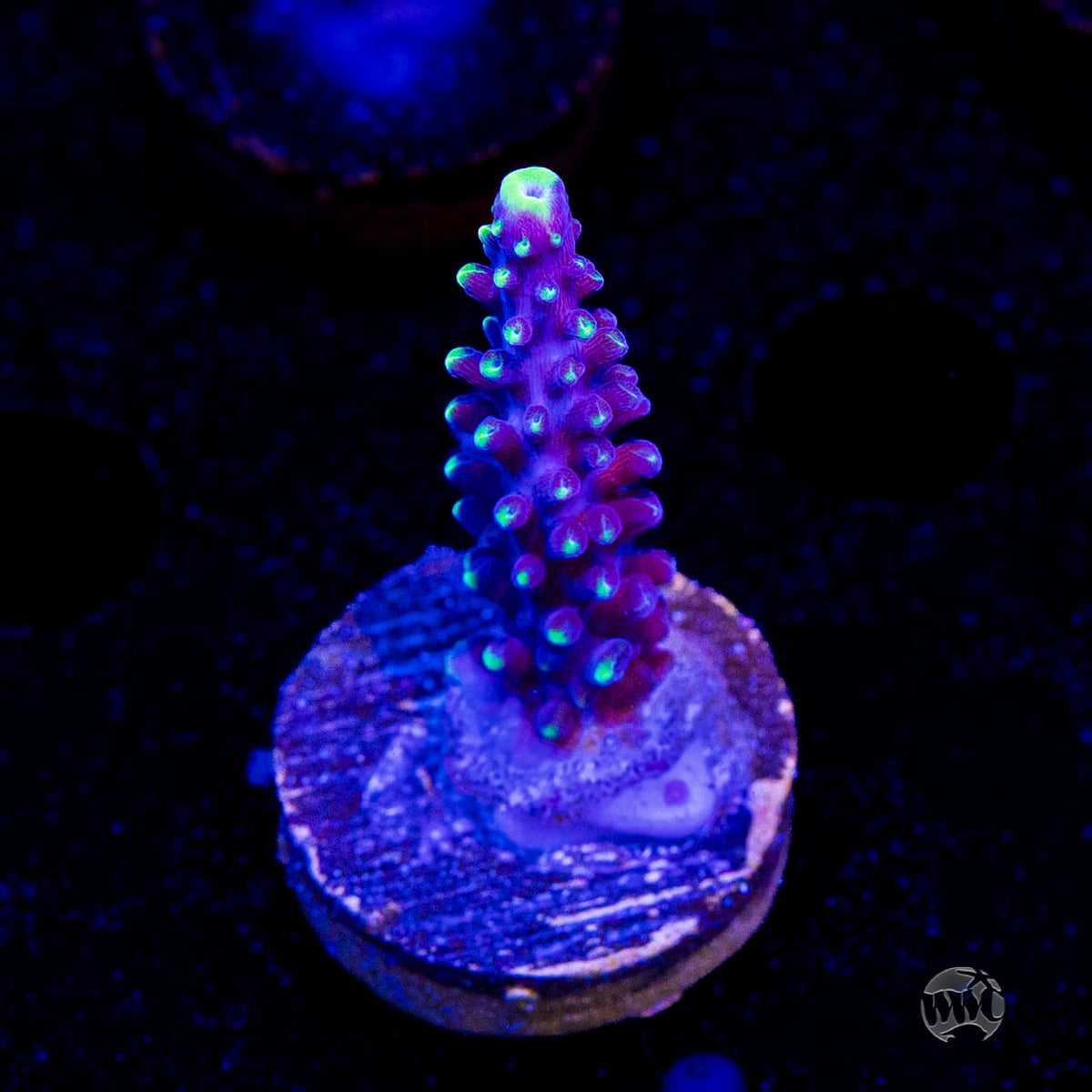 Ultimate Stag Acropora