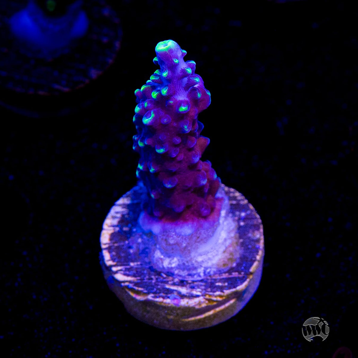 Ultimate Stag Acropora
