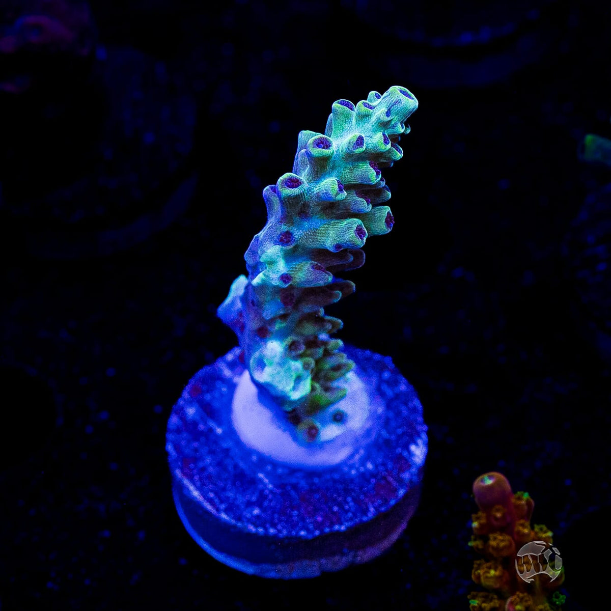 WWC Blazing Banshee Acropora