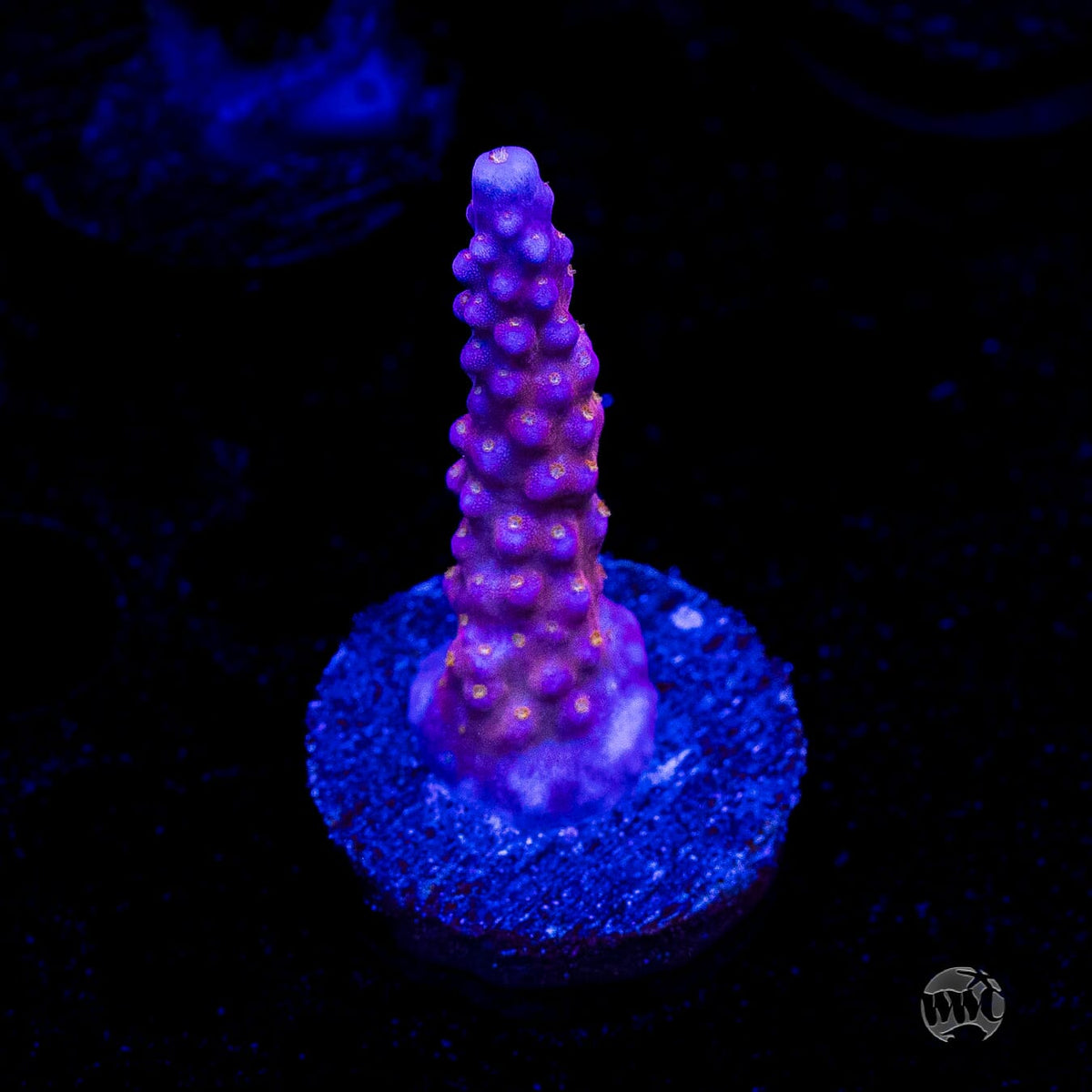 WWC All Star Acropora