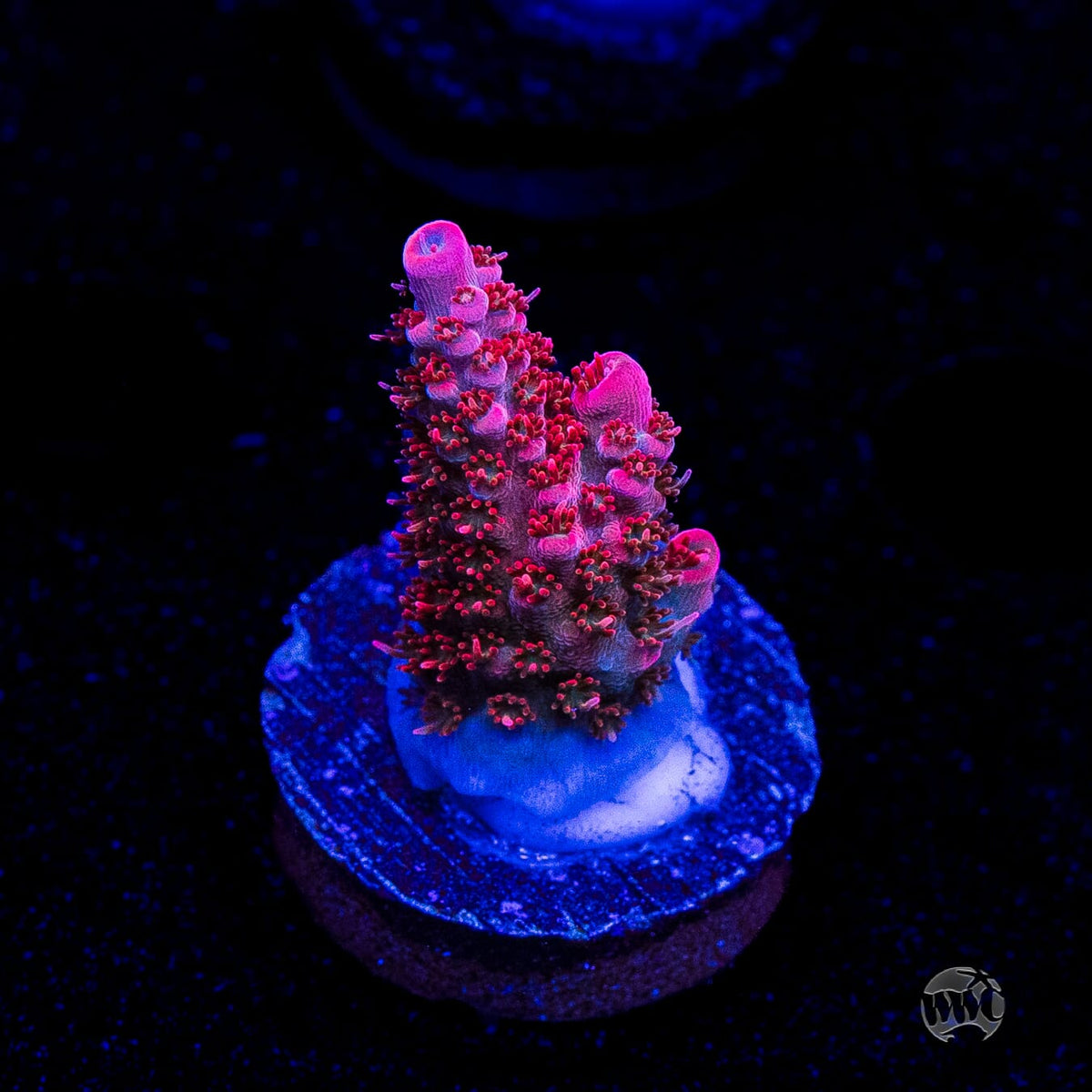 WWC Pantera Rosa Acropora
