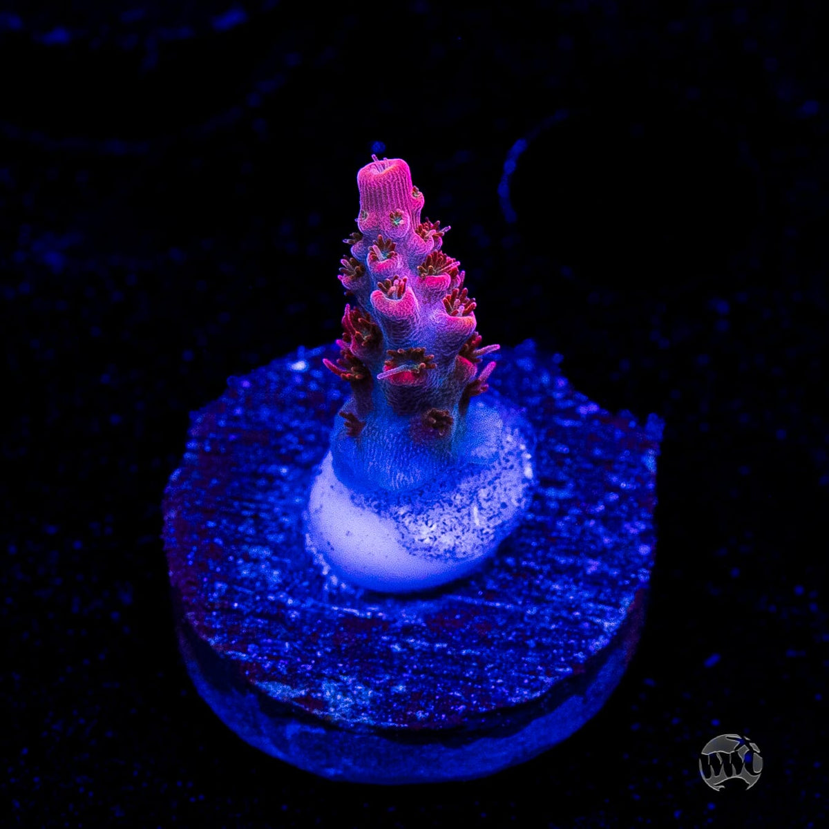 WWC Pantera Rosa Acropora