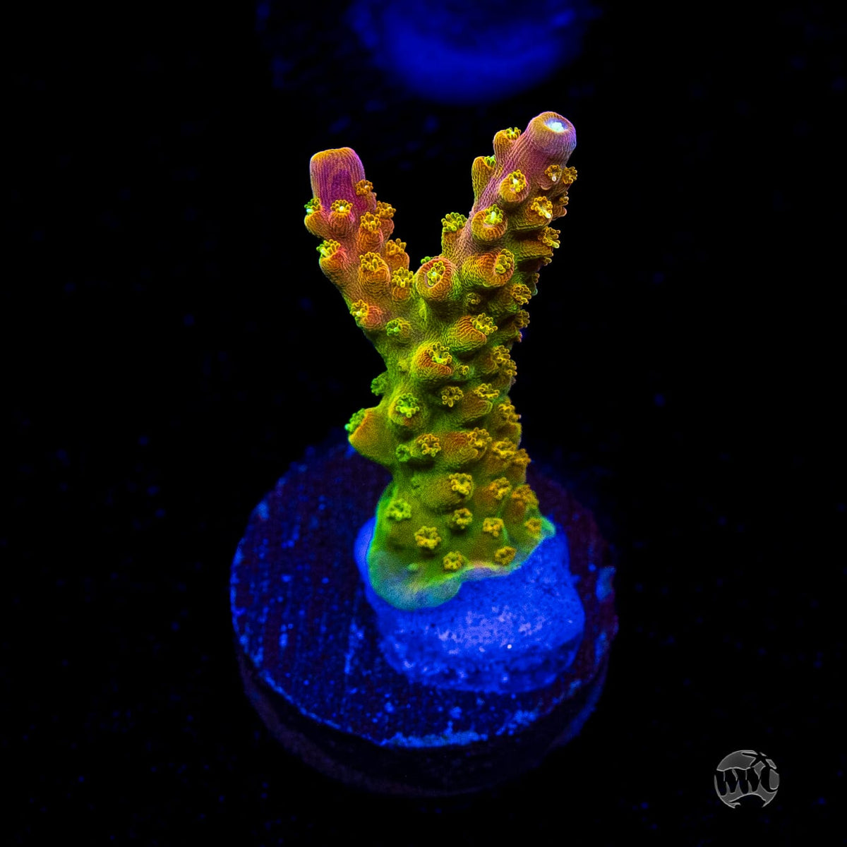 RR Rainbow Loom Acropora
