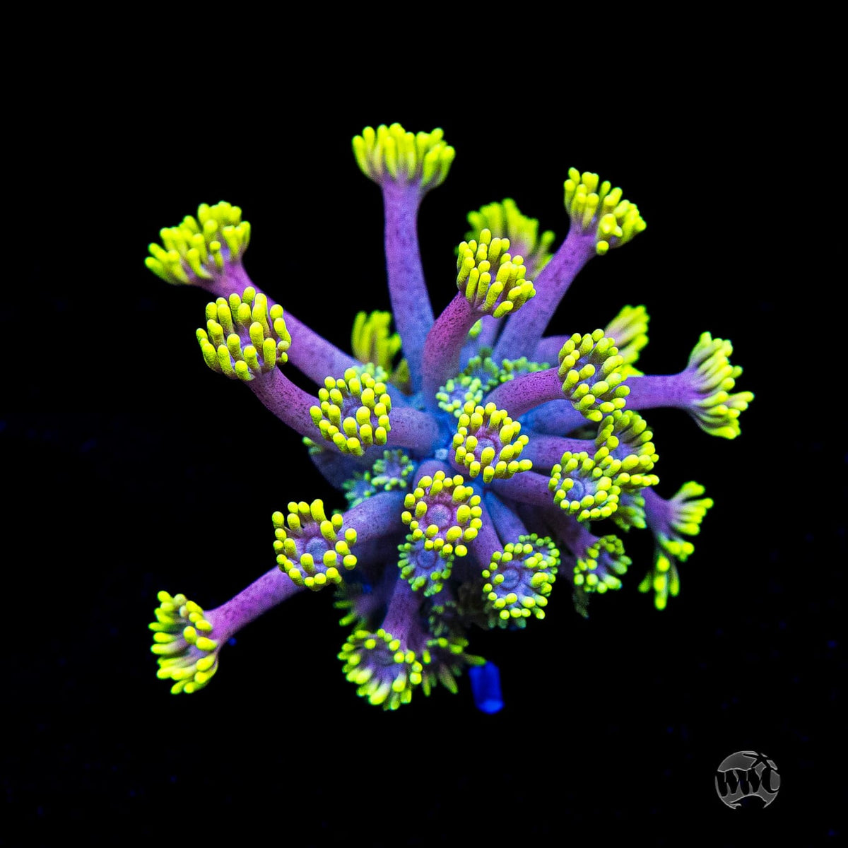 WWC Hail Hydra Goniopora