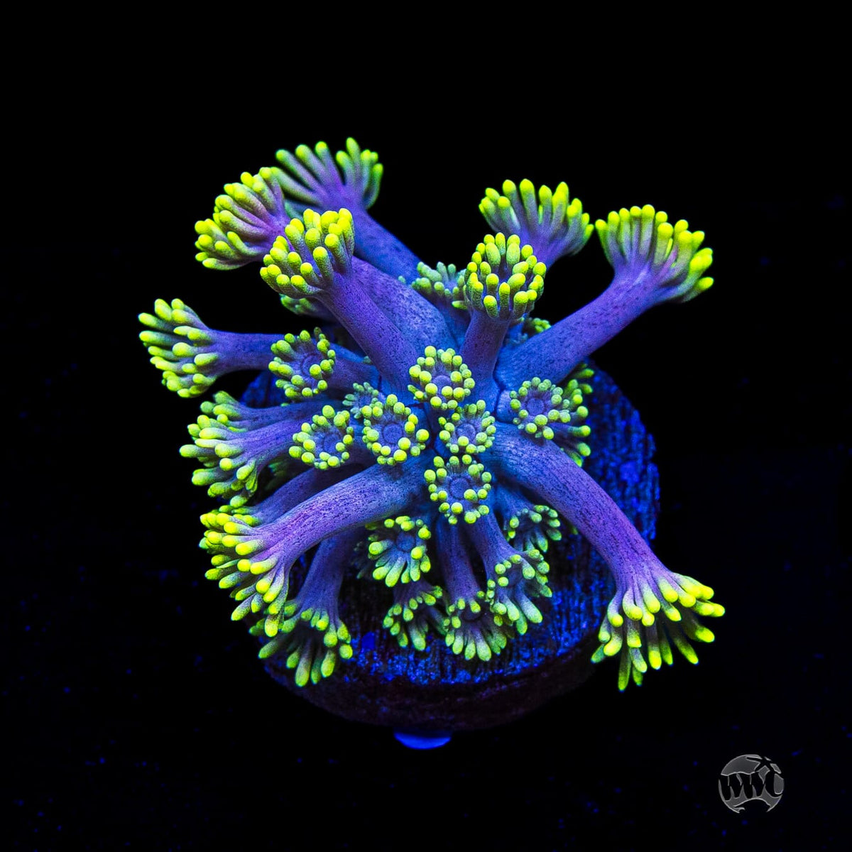 WWC Hail Hydra Goniopora